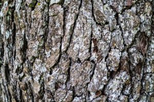 Nature Sensei - Coaching und Workshops - Attersee