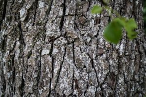 Nature Sensei - Coaching und Workshops - Attersee