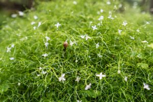 Nature Sensei - Coaching und Workshops - Attersee