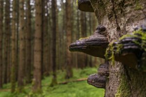 Nature Sensei - Coaching und Workshops - Attersee