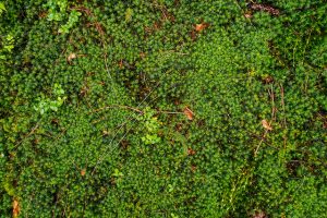 Nature Sensei - Coaching und Workshops - Attersee