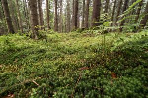 Nature Sensei - Coaching und Workshops - Attersee