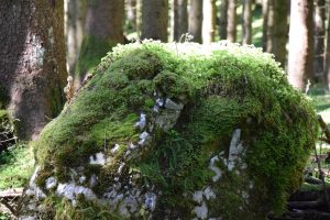 Nature Sensei - Coaching und Workshops - Attersee