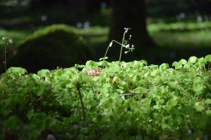 Nature Sensei - Coaching und Workshops - Attersee