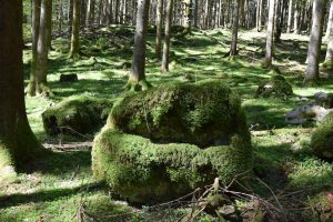 Nature Sensei - Coaching und Workshops - Attersee