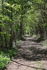 Nature Sensei - Coaching und Workshops - Attersee