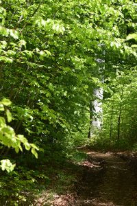 Nature Sensei - Coaching und Workshops - Attersee