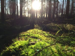 Nature Sensei - Coaching und Workshops - Attersee