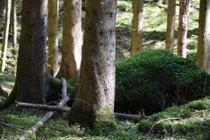 Nature Sensei - Coaching und Workshops - Attersee