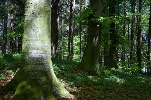 Nature Sensei - Coaching und Workshops - Attersee