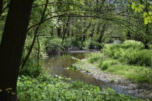 Nature Sensei - Coaching und Workshops - Attersee